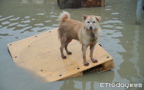 ▲▼台南狗園淹水。（圖／台灣動物緊急救援小組授權提供）