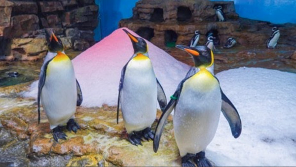 ▲桃園青埔「Xpark水族館」8/7迎來開幕一週年，特別將館內打造出各式日本夏日趣味活動。（圖／Xpark提供）