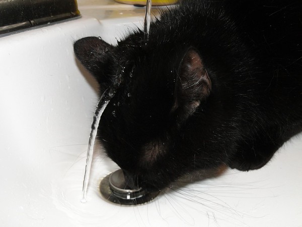 ▲▼貓咪,喝水,。（圖／取自免費圖庫Pixaby）