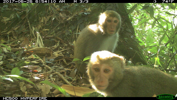 ▲紅外線自動相機長期監測 野生動物逗趣照片大公開。（圖／嘉義林區管理處提供）