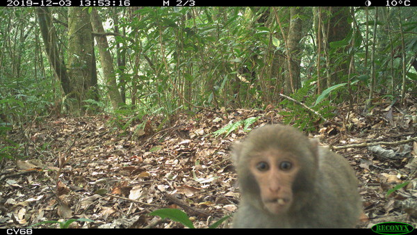 ▲紅外線自動相機長期監測 野生動物逗趣照片大公開。（圖／嘉義林區管理處提供）