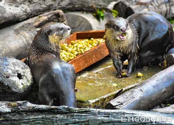 ▲▼小爪水獺在吃甚麼？原來是台北市立動物園推動的「行為豐富化」，今天保育員提供小爪水獺的生鮮特餐是「蜆」，看牠們手抱一個嘴裡再含一個，帶到水岸餐廳享受著美味的「ㄌㄚˊㄚˋ」似乎很享受。（圖／台北市立動物園提供，下同）