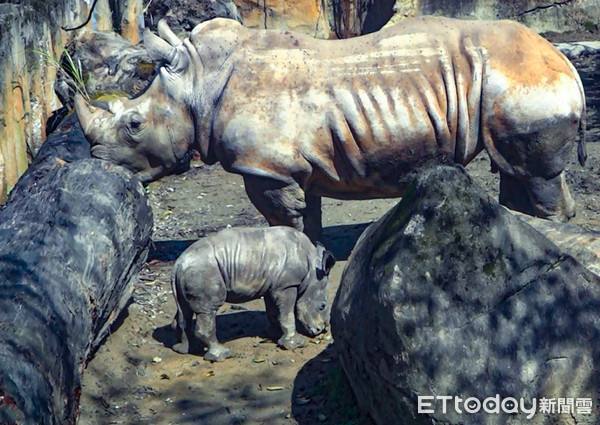 ▲▼犀牛雕塑推保育〜動物園設新地標。（圖／台北市立動物園提供，下同）