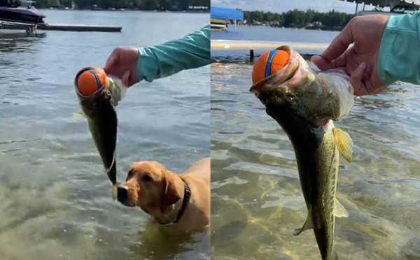 狗狗和主人玩接球，球卻被魚搶走，畫面十分有趣。（圖／翻攝自「Kimberly Foster Hyde」臉書）