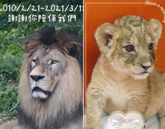 ▲壽山動物園獅子 。（圖／翻攝自IG／shoushanzoo）