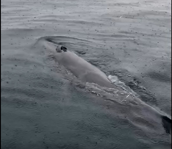 ▲基隆海域出現「熱帶鬚鯨」 海科館證實：首度發現紀錄增添1筆。（圖／基隆海科館提供）
