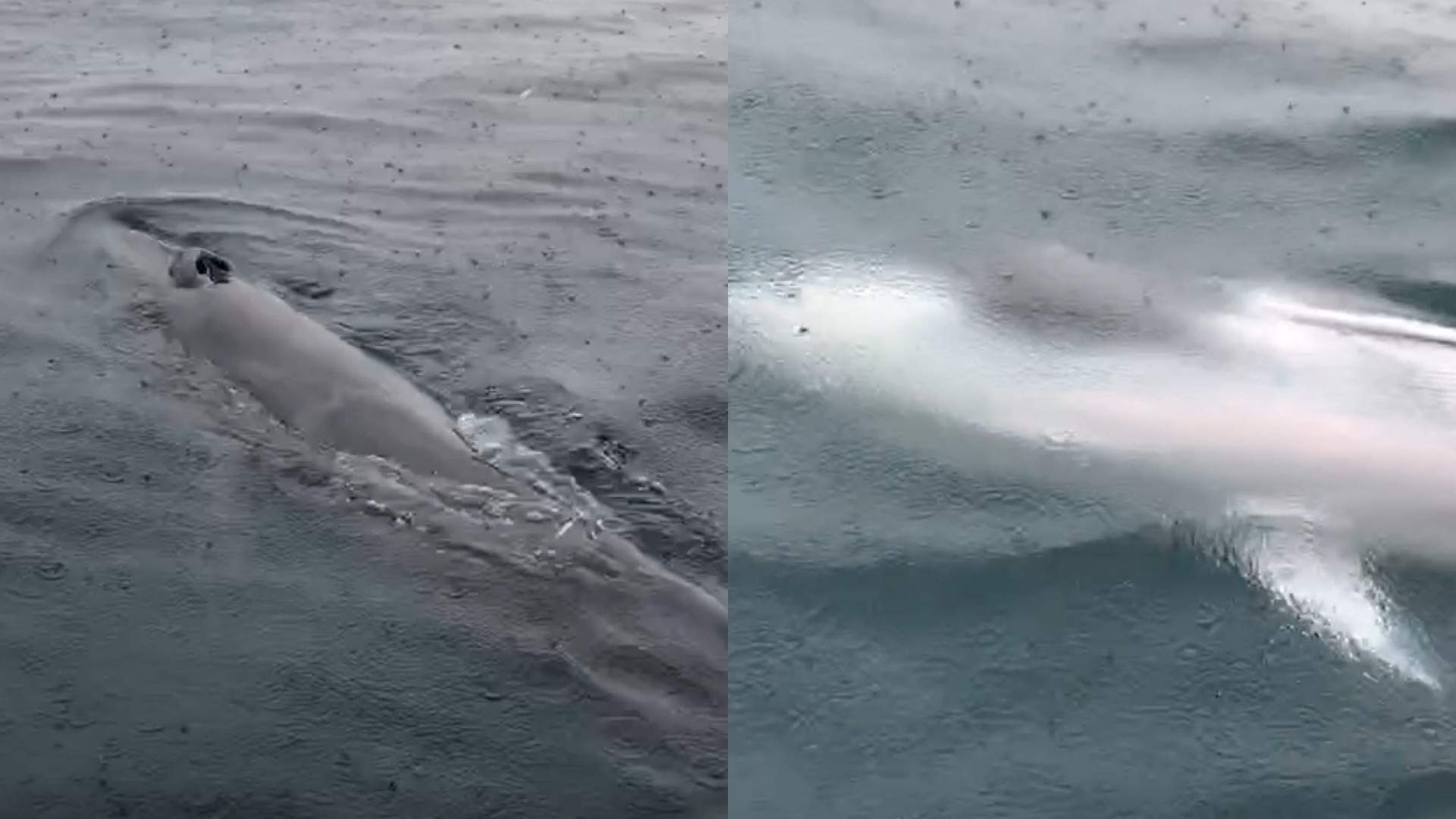 ▲基隆海域出現「熱帶鬚鯨」 海科館證實：首度發現紀錄增添1筆。（圖／基隆海科館提供）