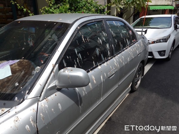 ▲大批的燕子聚棲在花蓮市新港街道的電線上,到了晚上就開始下起「黃金雨」。(圖/花蓮市公所提供,下同) ▲大批的燕子聚棲在花蓮市新港街道的電線上,到了晚上就開始下起「黃金雨」。(圖/花蓮市公所提供,下同)