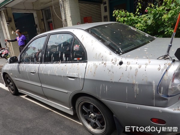 ▲大批的燕子聚棲在花蓮市新港街道的電線上,到了晚上就開始下起「黃金雨」。(圖/花蓮市公所提供,下同) ▲大批的燕子聚棲在花蓮市新港街道的電線上,到了晚上就開始下起「黃金雨」。(圖/花蓮市公所提供,下同)