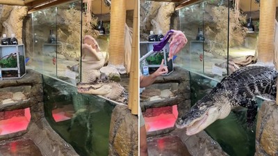 受不了肉肉的誘惑！　鱷魚「太餓等不及」爬出水缸　飼育員淡定笑了