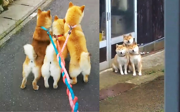 日本飼主同時帶三隻柴犬散步，狗狗竟然自動開發出編織技術，自評為產業革命，引發推特網友狂推。（翻攝推特@GMJpaCSCbuIDYDw）