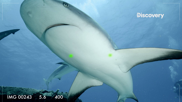 ▲▼ Discovery頻道《鯊魚週》 揭開鯊與鯊的連結秘密。（圖／Discovery提供，下同）