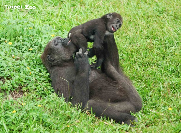 金剛猩猩Jabali跟山羌變朋友。（圖／台北市立動物園提供）