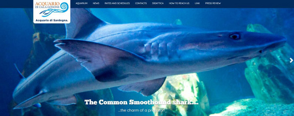 義大利撒丁島的卡拉古諾水族館的母灰星鯊，過去10年從未和雄鯊一起棲息，沒想到館方人員近日卻發現，出現了一條鯊魚寶寶。（圖／翻攝自Acquario Cala Gonone網頁）