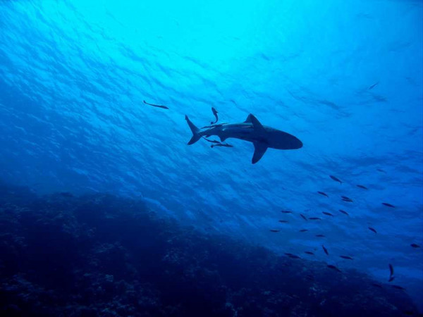 科學家發現小鯊魚體內完全沒有雄鯊的DNA，單性生殖是「最可能成立」的解釋。（圖／Pixabay）