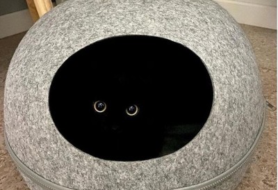 馬麻你找我嗎？黑貓躲進窩裡「只看見大眼」　三隻一起玩「堪比殘影」