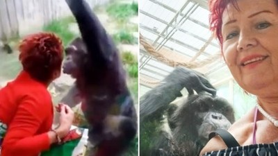 女遊客自稱和黑猩猩熱戀了！「隔著玻璃親吻談心」動物園下令：妳麥擱來啦