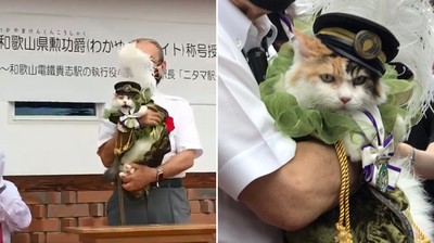 貓站長二玉振興觀光有功！　領獎超厭世「獲獎狀、獎牌和飼料一袋」