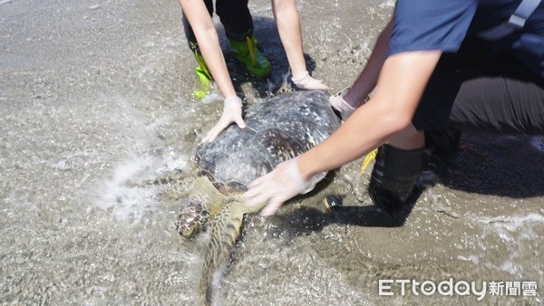 ▲3年前綠蠵龜遭漁民流刺網誤捕且全身是病,後送救護照養。(圖/台東縣政府提供,下同) ▲3年前綠蠵龜遭漁民流刺網誤捕且全身是病,後送救護照養。(圖/台東縣政府提供,下同)