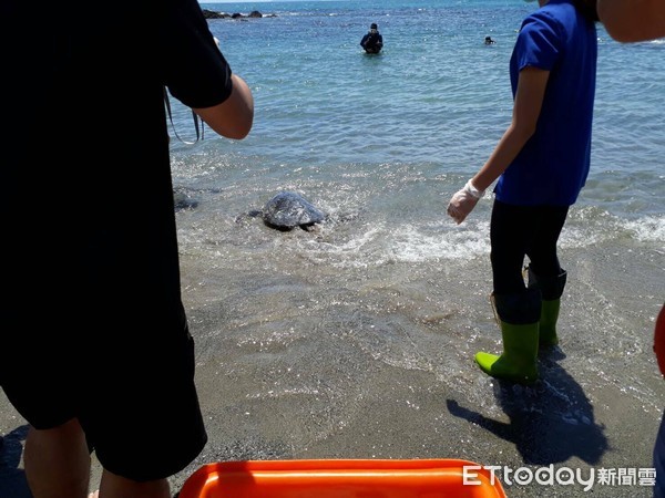 ▲3年前綠蠵龜遭漁民流刺網誤捕且全身是病,後送救護照養。(圖/台東縣政府提供,下同) ▲3年前綠蠵龜遭漁民流刺網誤捕且全身是病,後送救護照養。(圖/台東縣政府提供,下同)