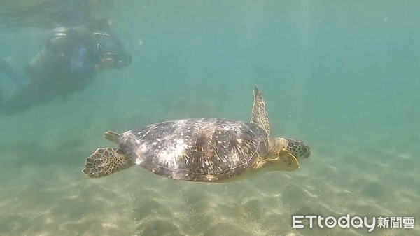 ▲3年前綠蠵龜遭漁民流刺網誤捕且全身是病,後送救護照養。(圖/台東縣政府提供,下同) ▲3年前綠蠵龜遭漁民流刺網誤捕且全身是病,後送救護照養。(圖/台東縣政府提供,下同)