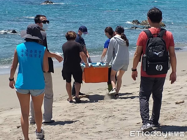 ▲3年前綠蠵龜遭漁民流刺網誤捕且全身是病,後送救護照養。(圖/台東縣政府提供,下同) ▲3年前綠蠵龜遭漁民流刺網誤捕且全身是病,後送救護照養。(圖/台東縣政府提供,下同)