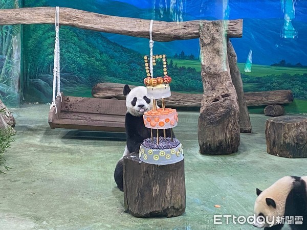 ▲▼台北市立動物園大貓熊團團圓圓過生日。（圖／記者陳靜攝）