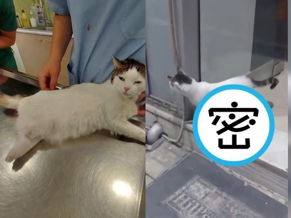 希臘一隻貓咪因事故失去3條腿，在獸醫的幫助下裝上義肢。（翻攝自Inside Edition YouTube）