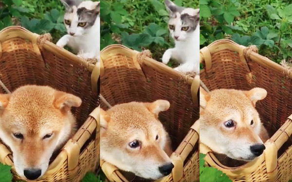 日本一位飼主日前在推特上傳一則影片，窩在竹簍裡的柴犬背後有隻貓咪，突然感受到背後一陣涼意的柴犬，害怕到不敢回頭的戲劇性表情，在網路爆紅。（圖片翻攝推特@sabuchan105）