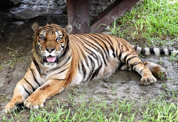 壽山動物園孟加拉虎。（圖／壽山動物園提供）