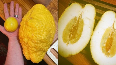 澳洲夫婦種出2.6公斤大檸檬！　「皮超厚、果肉又甜」主廚想出1料理妙招
