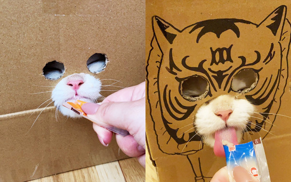 日本一名飼主將貓咪最愛的紙箱做點改造，餵窩在裡面的貓咪最愛的肉泥，可愛度爆表的畫面萌翻網友大讚天才！（圖片翻攝推特@potechi_nikki）
