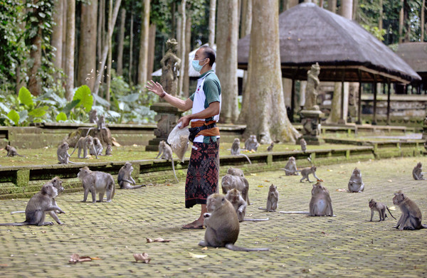 ▲印尼觀光勝地峇里島受疫情影響遊客數銳減，當地仰賴遊客餵食的猴群因而屢屢闖入民宅搶食。圖為森林保護區營運經理莫翁（Made Mohon）拿食物安撫猴子。（圖／達志影像／美聯社）