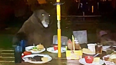 熊寶寶想吃漢堡！母熊「吼一聲」嚇跑顧客佔桌大吃　店家抄椅子驅趕牠沒在怕