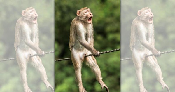 一隻猴子卡在繩索上，看起來相當驚恐。（翻攝自comedywildlifephoto.com）