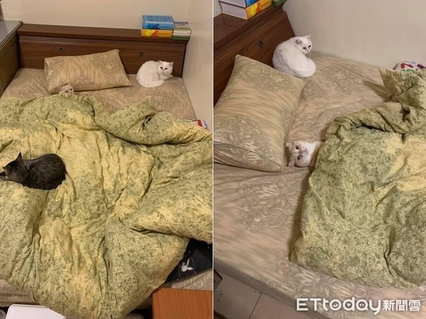 ▲▼貓咪保護色隱身在床上。（圖／網友沈白白授權提供）