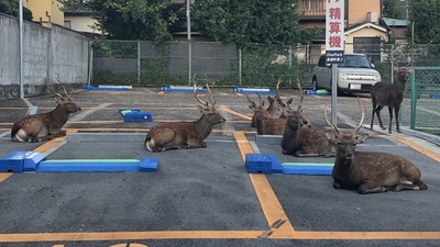 奈良停車場擠滿小鹿「一鹿一格停好好」　網歪樓：聖誕老公公臨停？