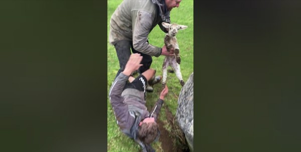 ▲▼紐西蘭一位少年「頭下腳上」救出一隻小羊。（圖／翻攝自Facebook／Ripples Retreat）