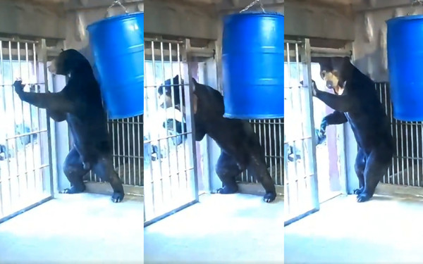 日本東山動植物園的馬來熊馬丁，之前被拍到慌張擋門的模樣太像人，而且讓網友一口咬定熊裝裡根本是中年大叔。（圖片翻攝推特@0811yone）