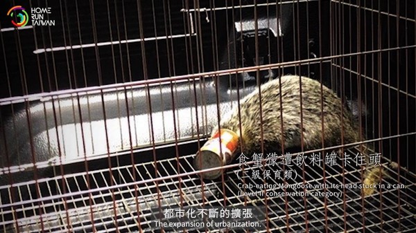 ▲年救治逾2000隻野生動物！　獸醫師「從不取名」：怕人是好事。（圖／Home Run Taiwan提供）