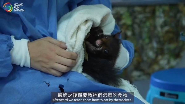 ▲年救治逾2000隻野生動物！　獸醫師「從不取名」：怕人是好事。（圖／Home Run Taiwan提供）