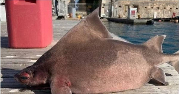 義大利海軍在港口發現相當罕見的鯊魚屍體。（圖／翻攝自@AvatarDomy2推特）