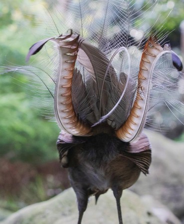 ▲▼ 琴鳥。（圖／翻攝自Facebook／Taronga Zoo Sydney）