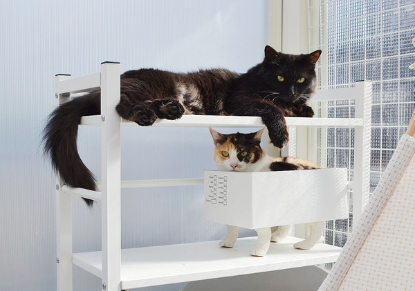 最近原PO分享的日常照片中，只見貓咪們還是很喜歡貓腳盒。（圖片翻攝推特@SHAKEhizi_BSK）