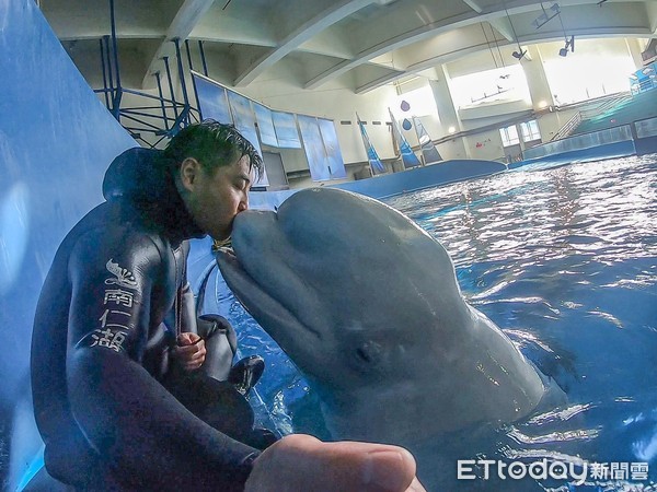 ▲專訪／白鯨飼育員和牠們變「親密好友」　苦熬5年他曝這件事最難。（圖／Instagram／@beluga.forever提供）
