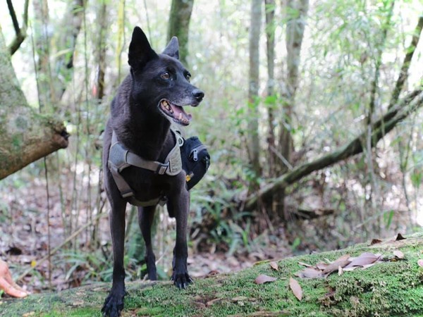 ▲▼黃小姐為了送友人已逝愛犬一程，夜騎腳踏車畫出狗狗路線圖紀念。（圖／翻攝黃于華臉書）