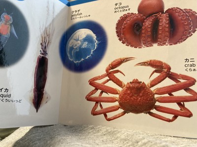 打開兒童繪本「螃蟹章魚都熟的」　推特狂吐槽：介紹海洋生物還是美食？