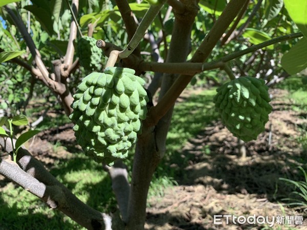 ▲中國大陸宣佈暫停釋迦輸入後,目前正值產際的大目釋迦將面臨銷售困境。(圖/台東縣政府提供,下同)