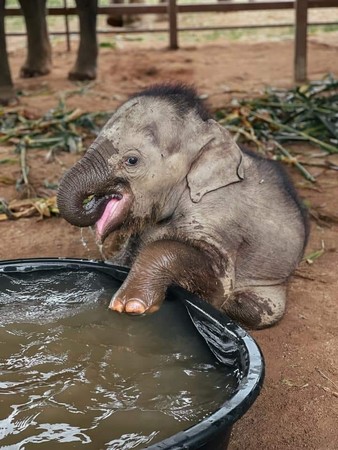 ▲大象母子擺脫馬戲團陰霾　寶寶初次洗澡「玩到全身濕」吐舌臉萌炸。（圖／翻攝自Facebook／Save Elephant Foundation）