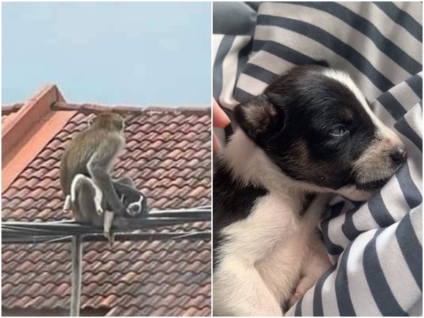 ▲▼馬來西亞一隻2周大的幼犬遭野猴「綁架」。（圖／翻攝自Facebook／Cherry Lew Yee Lee、Francis Yirdaki CT）